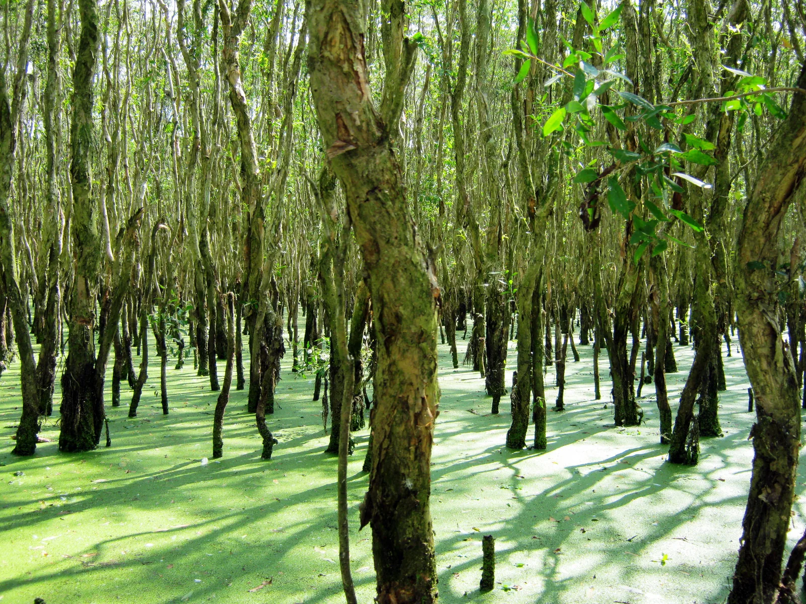 An Giang bản địa 2N1Đ